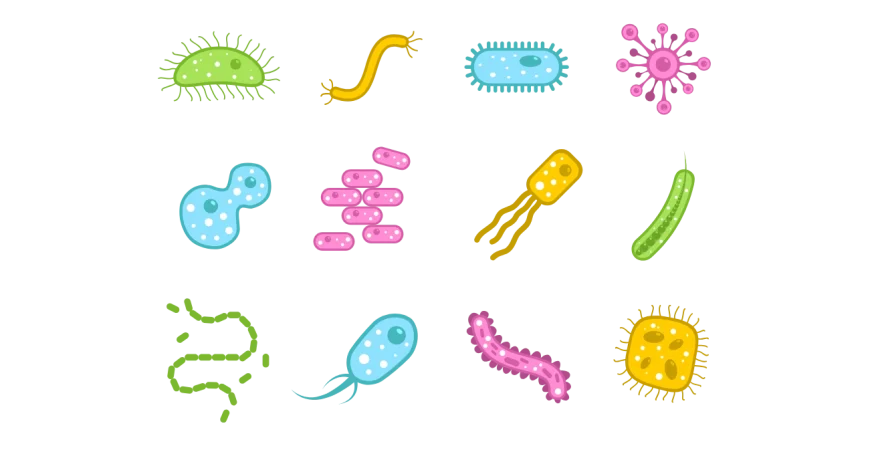 bacterias (1)