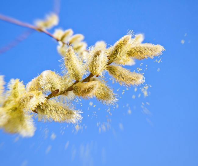 Qué es el test ISAC