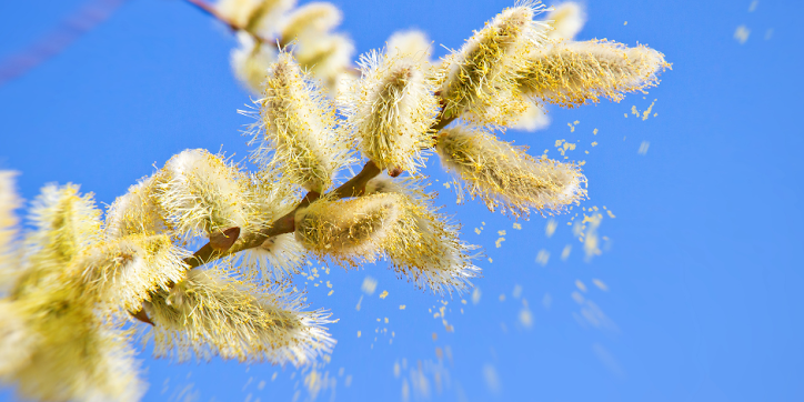 Qué es el test ISAC